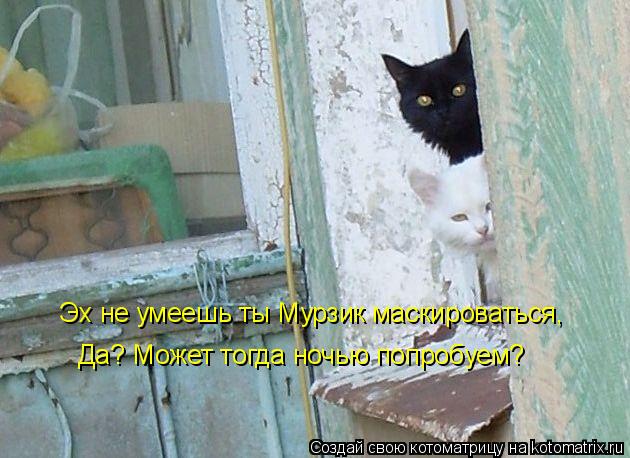 Котоматрица: Эх не умеешь ты Мурзик маскироваться, Да? Может тогда ночью попробуем?