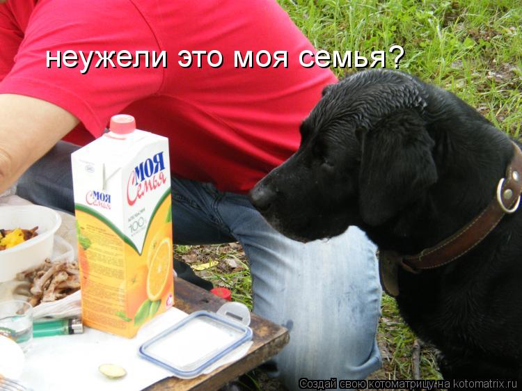 Котоматрица: неужели это моя семья ?