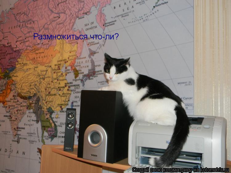 Котоматрица: Размножиться что-ли?