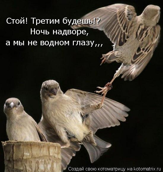 Котоматрица: Стой! Третим будешь!? Ночь надворе, а мы не водном глазу,,,