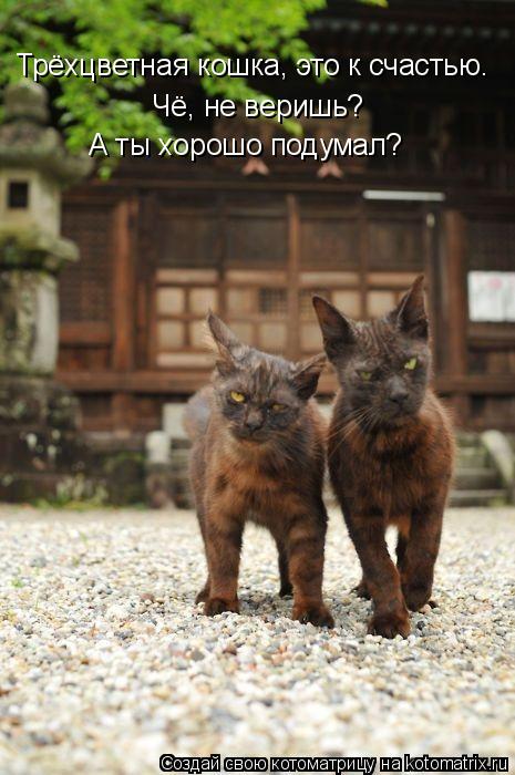 Котоматрица: Трёхцветная кошка, это к счастью. Чё, не веришь? А ты хорошо подумал?