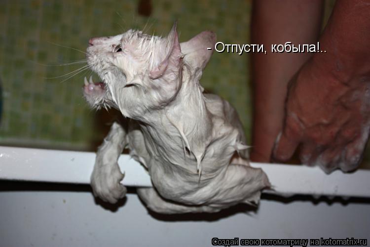 Котоматрица: - Отпусти, кобыла!..