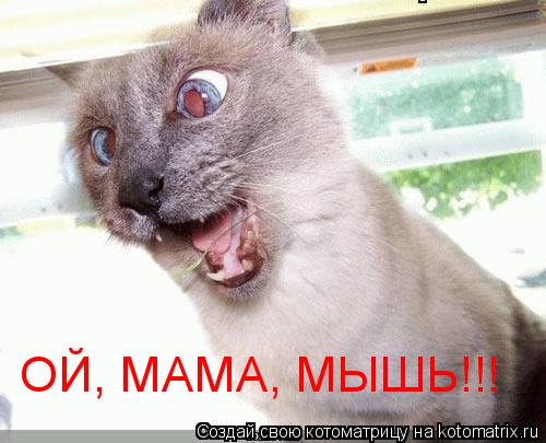Котоматрица: ОЙ, МАМА, МЫШЬ!!!