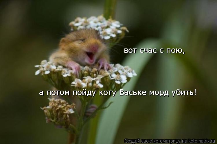 Котоматрица: а потом пойду коту Ваське морд убить! вот счас с пою,