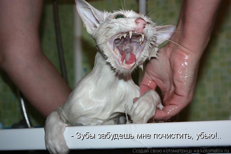 Котоматрица: - Зубы забудешь мне почистить, убью!..