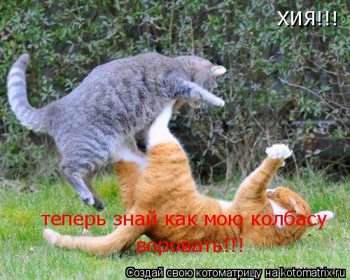 Котоматрица: ХИЯ!!! теперь знай как мою колбасу  воровать!!!