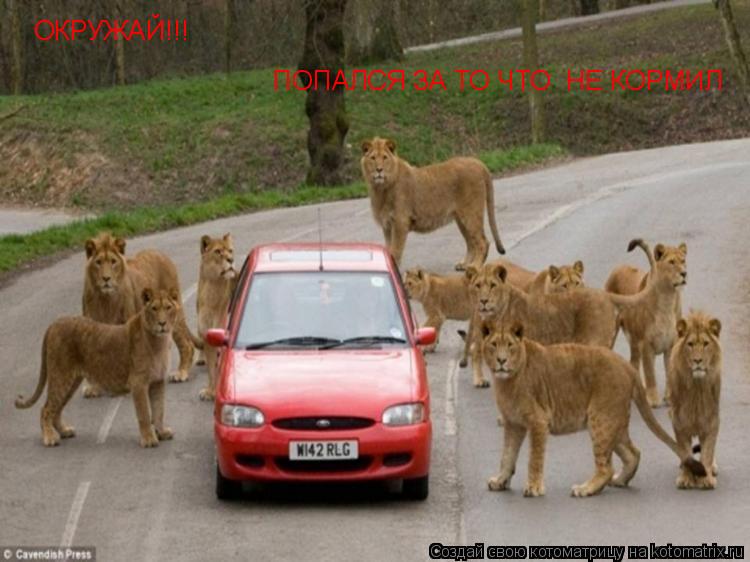 Котоматрица: ОКРУЖАЙ!!! ПОПАЛСЯ ЗА ТО ЧТО  НЕ КОРМИЛ