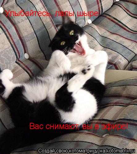 Котоматрица: Улыбайтесь, лапы шыре Вас снимают, вы в эфире!