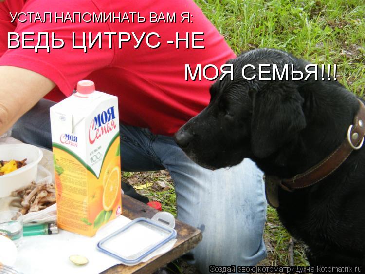 Котоматрица: УСТАЛ НАПОМИНАТЬ ВАМ Я: ВЕДЬ ЦИТРУС -НЕ  МОЯ СЕМЬЯ!!!