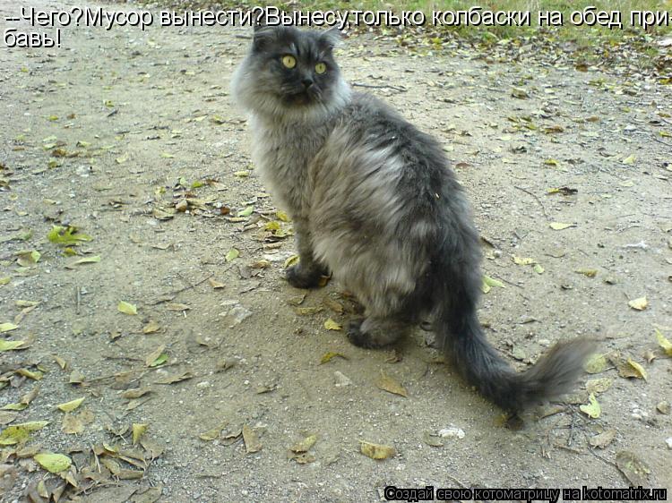 Котоматрица: --Чего?Мусор вынести?Вынесу,только колбаски на обед при- бавь!
