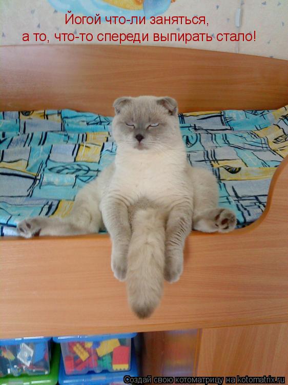 Котоматрица: Йогой что-ли заняться, а то, что-то спереди выпирать стало!