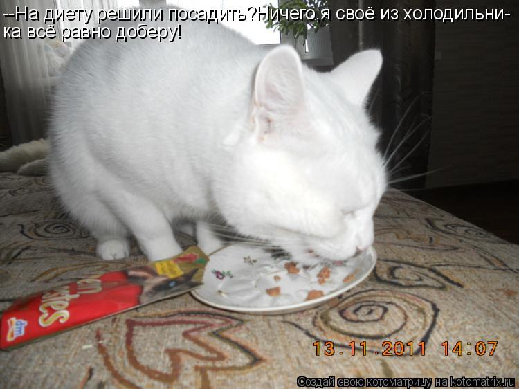 Котоматрица: --На диету решили посадить?Ничего,я своё из холодильни- ка всё равно доберу!