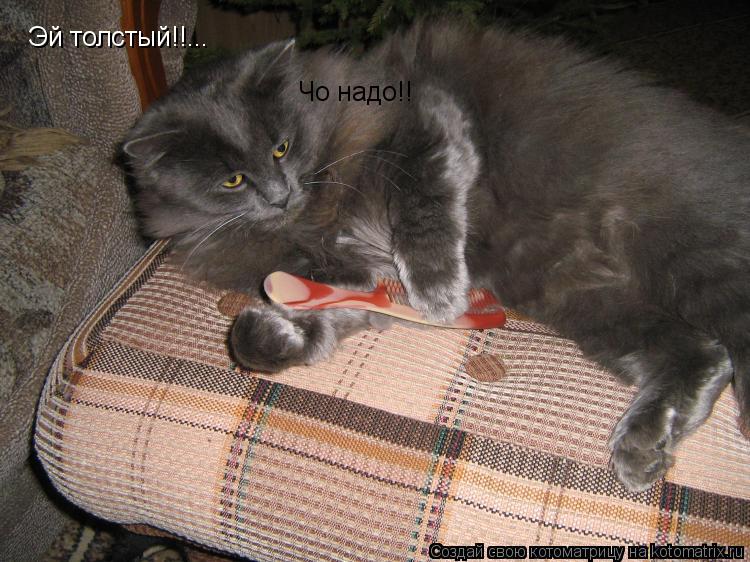 Котоматрица: Эй толстый!!... Чо надо!!