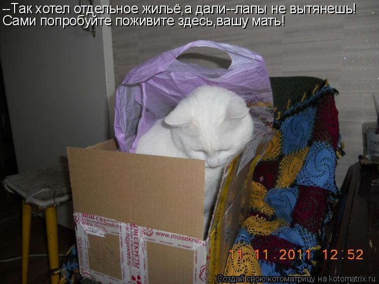 Котоматрица: --Так хотел отдельное жильё,а дали--лапы не вытянешь! Сами попробуйте поживите здесь,вашу мать!