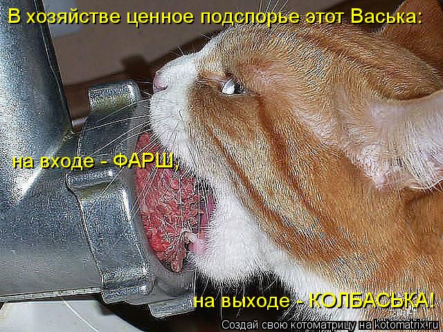 Котоматрица: В хозяйстве ценное подспорье этот Васька: на входе - ФАРШ, на выходе - КОЛБАСЬКА!