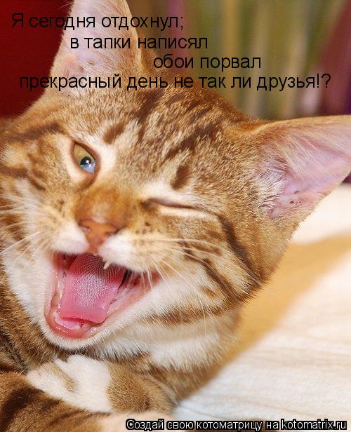 Котоматрица: Я сегодня отдохнул; в тапки написял обои порвал  прекрасный день не так ли друзья!?