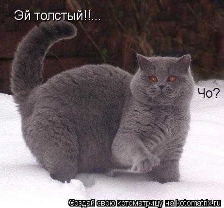 Котоматрица: Эй толстый!!... Чо?