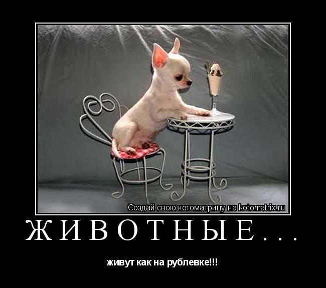 Котоматрица: животные... живут как на рублевке!!!