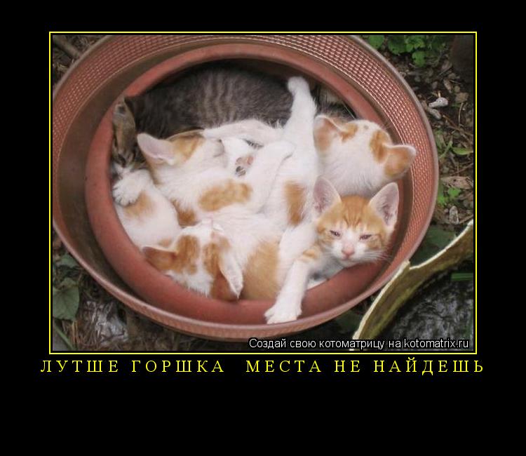 Котоматрица:  