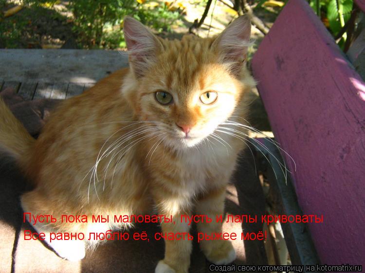 Котоматрица: Пусть пока мы маловаты, пусть и лапы кривоваты Все равно люблю её, счасть рыжее моё!