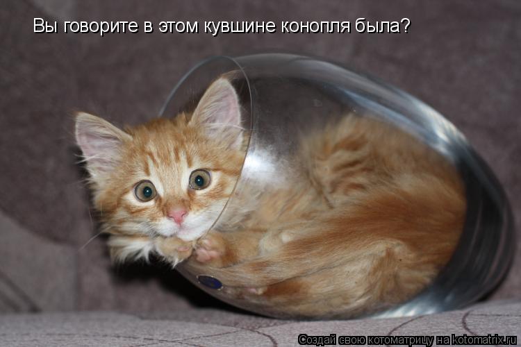 Котоматрица: Вы говорите в этом кувшине конопля была?