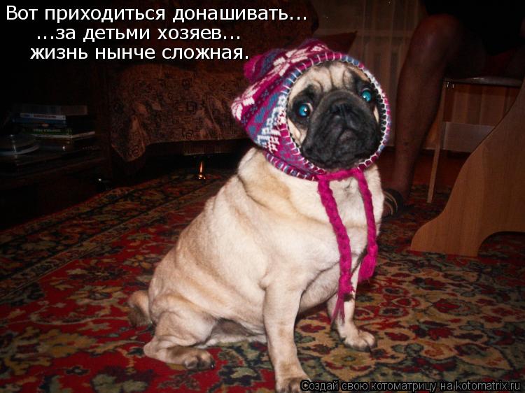 Котоматрица: Вот приходиться донашивать... ...за детьми хозяев... жизнь нынче сложная.
