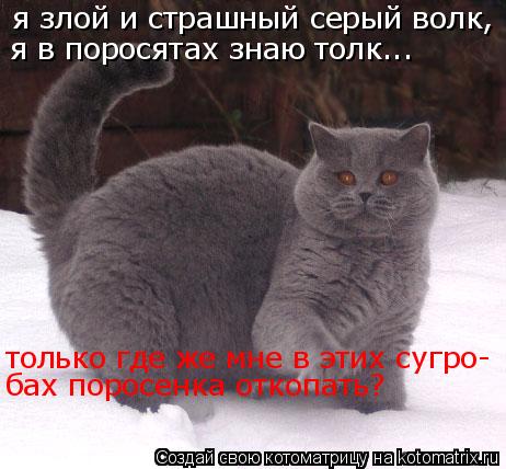 Котоматрица: я злой и страшный серый волк, я в поросятах знаю толк... только где же мне в этих сугро- бах поросенка откопать?