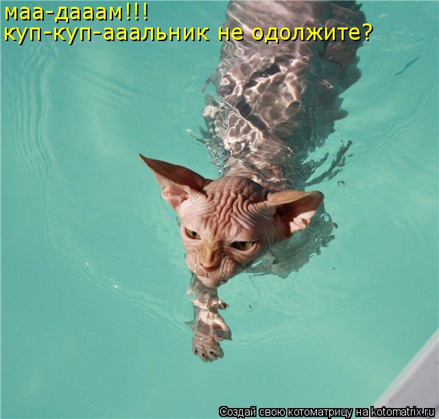 Котоматрица: маа-дааам!!! куп-куп-ааальник не одолжите?