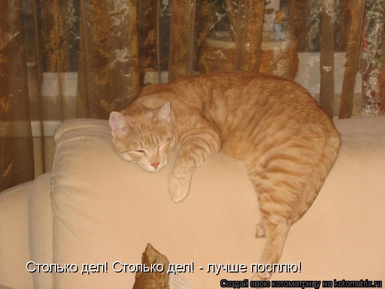 Котоматрица: Столько дел! Столько дел! - лучше посплю!
