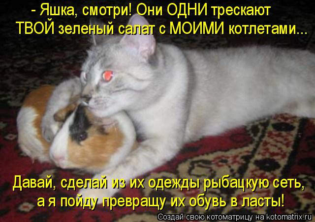 Котоматрица: - Яшка, смотри! Они ОДНИ трескают  ТВОЙ зеленый салат с МОИМИ котлетами... Давай, сделай из их одежды рыбацкую сеть,  а я пойду превращу их обув