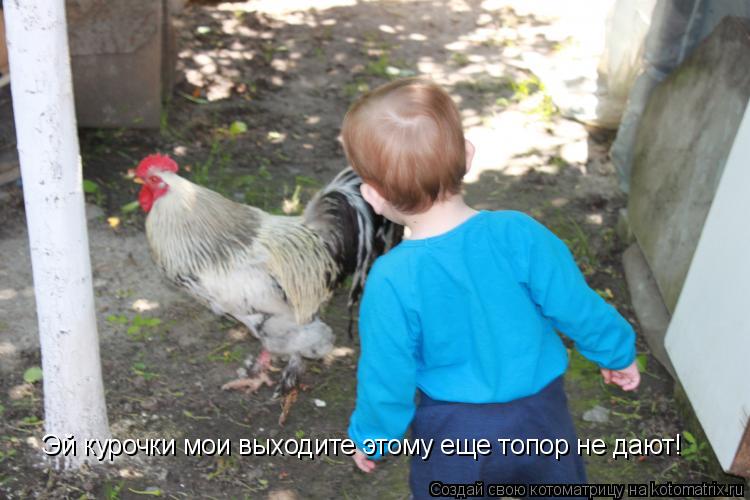 Котоматрица: Эй курочки мои выходите этому еще топор не дают!