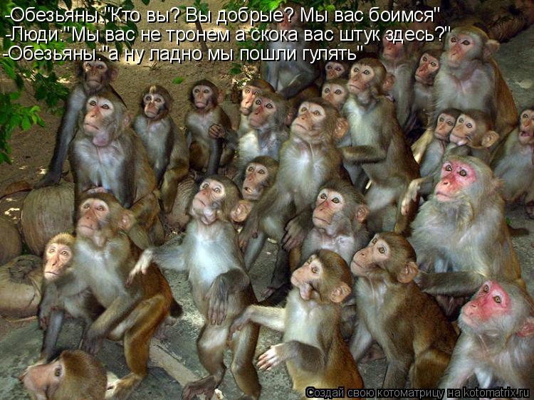 Котоматрица: -Обезьяны:"Кто вы? Вы добрые? Мы вас боимся"  -Люди:"Мы вас не тронем а скока вас штук здесь?" -Обезьяны:"а ну ладно мы пошли гулять"