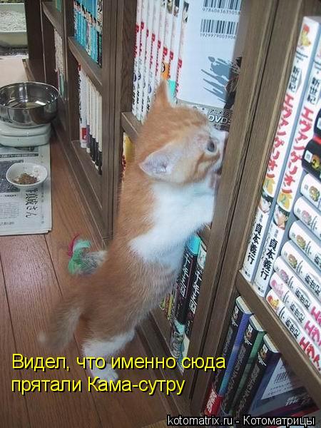 Видел, что именно сюда прятали Кама-сутру... Котоматрица: Видел, что именно сюда прятали Кама-сутру