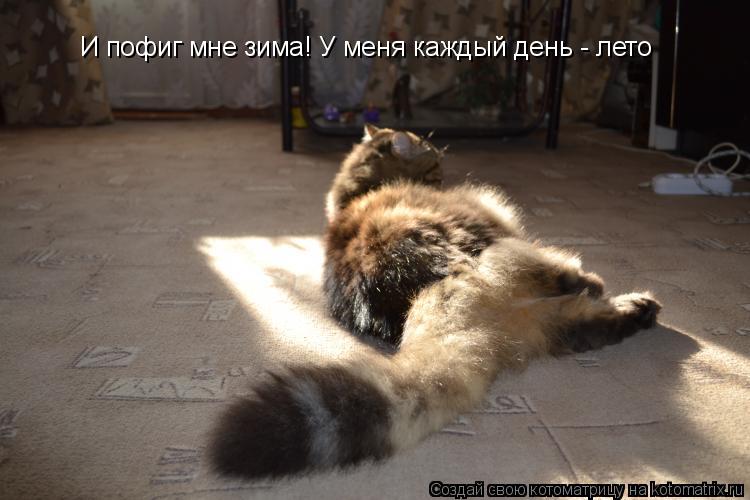Котоматрица: И пофиг мне зима! У меня каждый день - лето