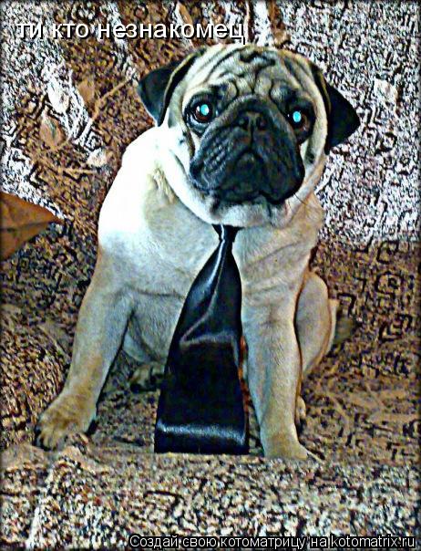 Котоматрица: ти кто незнакомец