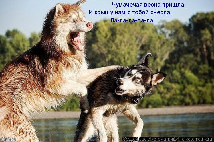 Котоматрица: Чумачечая весна пришла,  И крышу нам с тобой снесла.   Ла-ла-ла-ла-ла.