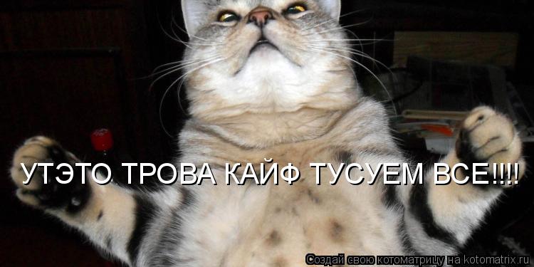 Котоматрица: УТЭТО ТРОВА КАЙФ ТУСУЕМ ВСЕ!!!!