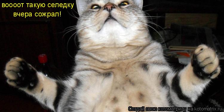 Котоматрица: воооот такую селедку   вчера сожрал!