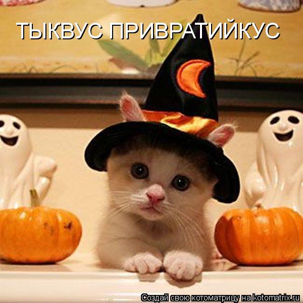 Котоматрица: ТЫКВУС ПРИВРАТИЙКУС