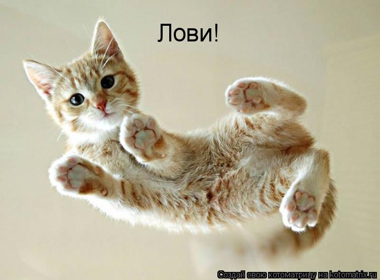 Котоматрица: Лови!