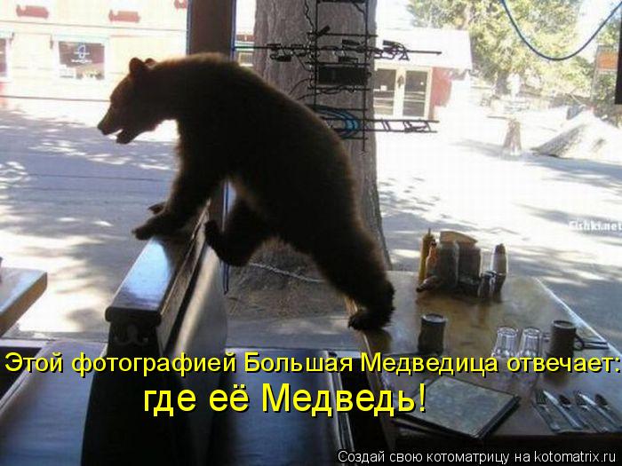 Этой фотографией Большая Медведица отвечает: где её Медведь!... Котоматрица: Этой фотографией Большая Медведица отвечает: где её Медведь!