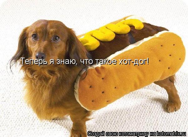 Котоматрица: Теперь я знаю, что такое хот-дог!