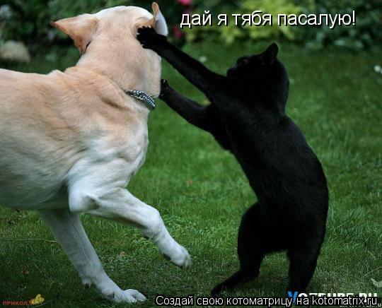 дай я тябя пасалую!... Котоматрица: дай я тябя пасалую!