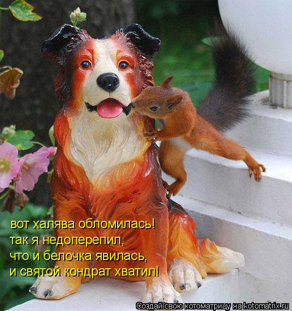 вот халява обломилась! так я недоперепил, что и белочка явилась, и святой кондрат хватил!... Котоматрица: вот халява обломилась! так я недоперепил, что и белочка явилась, и святой кондрат хватил!