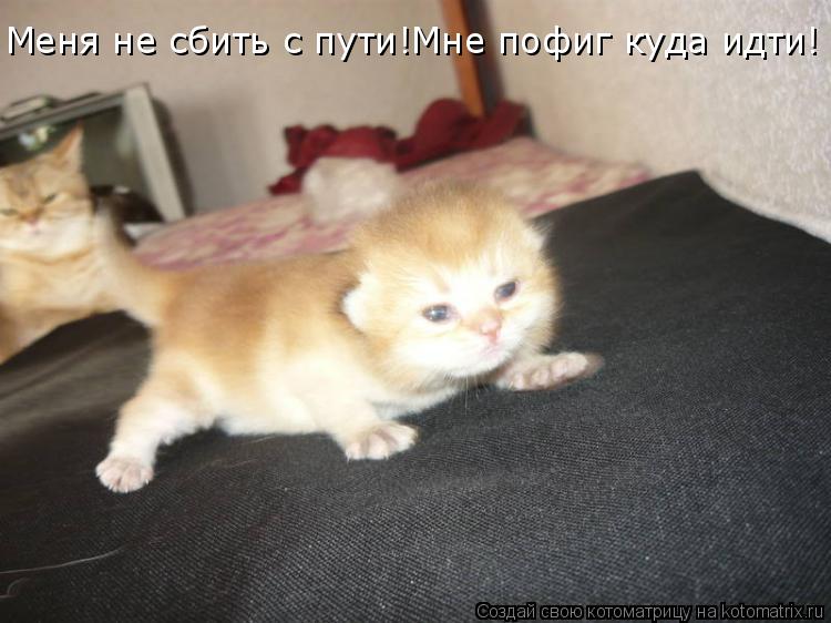 Меня не сбить с пути!Мне пофиг куда идти!... Котоматрица: Меня не сбить с пути!Мне пофиг куда идти!