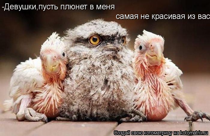 Котоматрица: -Девушки,пусть плюнет в меня  самая не красивая из вас