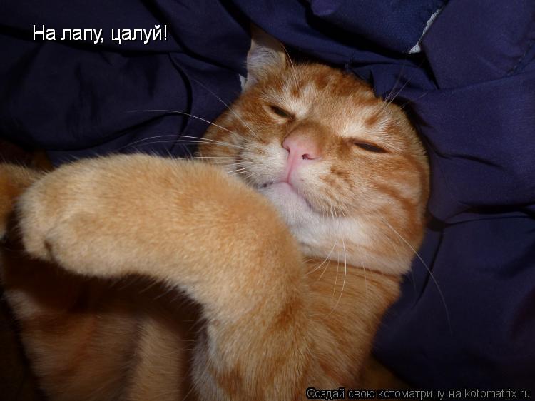 На лапу, цалуй! На лапу, цалуй!... Котоматрица: На лапу, цалуй! На лапу, цалуй!