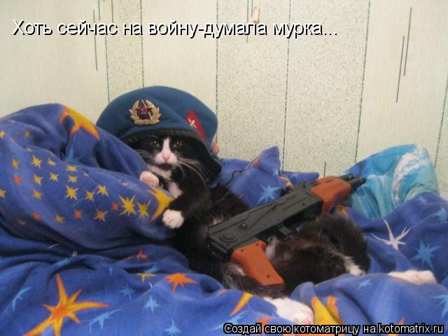 Хоть сейчас на войну-думала мурка...... Котоматрица: Хоть сейчас на войну-думала мурка...