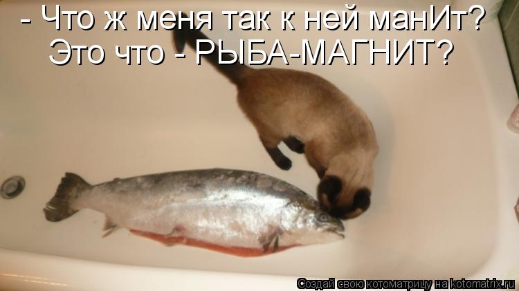 - Что ж меня так к ней манИт? Это что - РЫБА-МАГНИТ?... Котоматрица: - Что ж меня так к ней манИт? Это что - РЫБА-МАГНИТ?