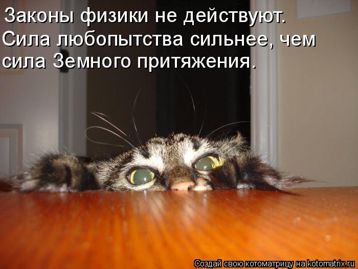 Законы физики не действуют. Сила любопытства сильнее, чем сила Земного притяжения.... Котоматрица: Законы физики не действуют. Сила любопытства сильнее, чем сила Земного притяжения.